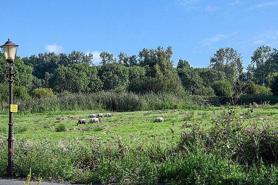 Wijkergouw 39